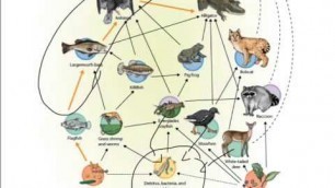 'Chapter 3.3 Tutorial- Food chains, food webs, ecological py'