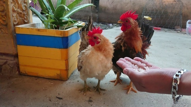 'Smart Cute Chicken Eating Food On The Hand'