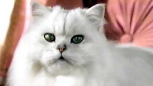 'Throwback Fancy Feast Cat Food Commercial'