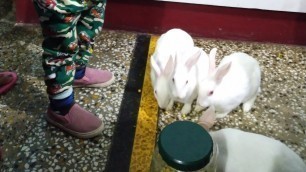 'cute bunnies eating food 