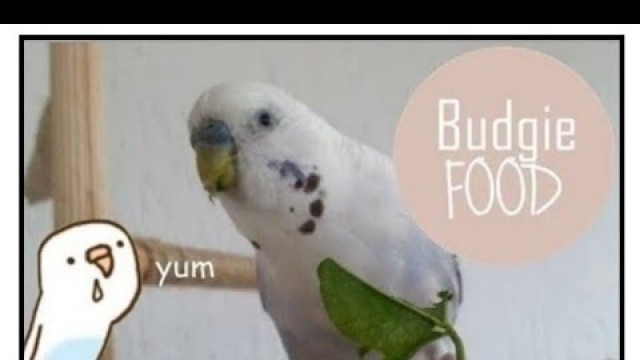 'list of budgie food | safe & unsafe'