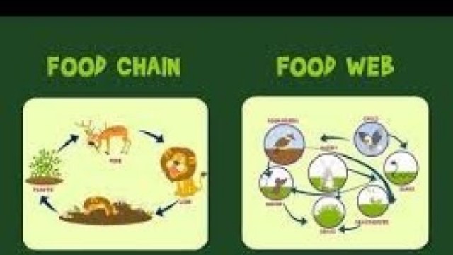 'Food Chain and Food Web benefits'