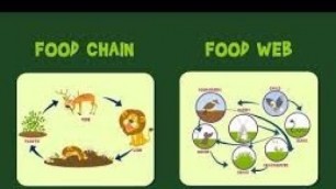 'Food Chain and Food Web benefits'