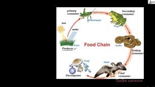 'Food Chain, General Science Lecture | Sabaq.pk |'