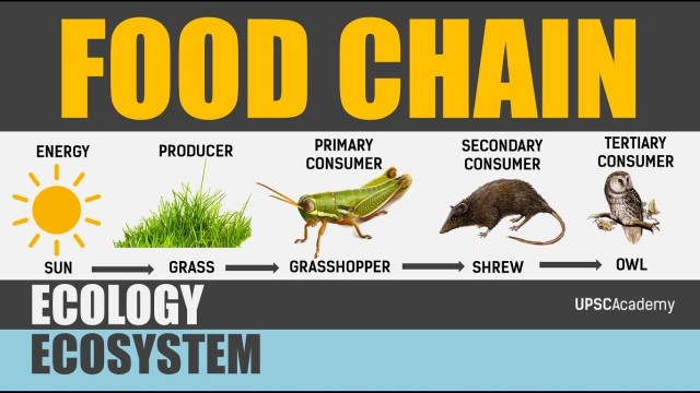 'Food Chain  What is it ?  | UPSC | Ecology | EcoSystems'