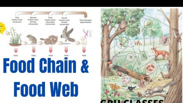 'Food Chain,Food Web and Energy Flow in an Ecosystem'