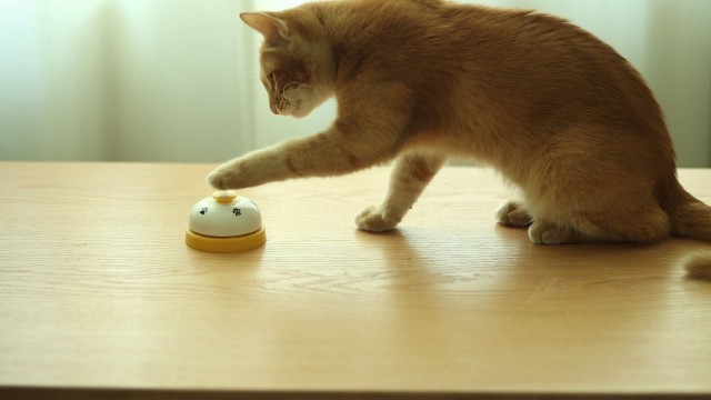 'How to teach a cat to ring a bell'