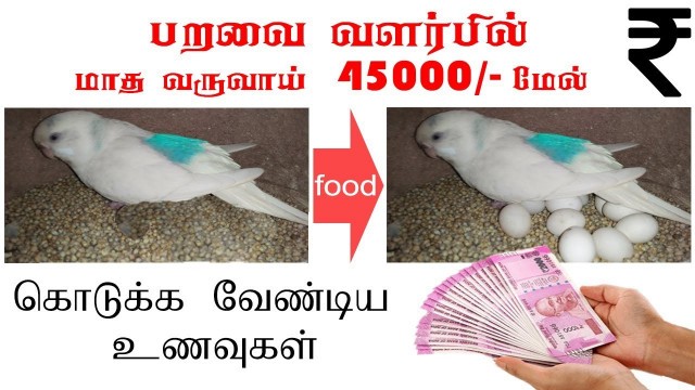 'budgies healthy and best food list in (Tamil) budgies quick breeding food and seeds mix list Tamil'