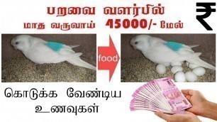 'budgies healthy and best food list in (Tamil) budgies quick breeding food and seeds mix list Tamil'