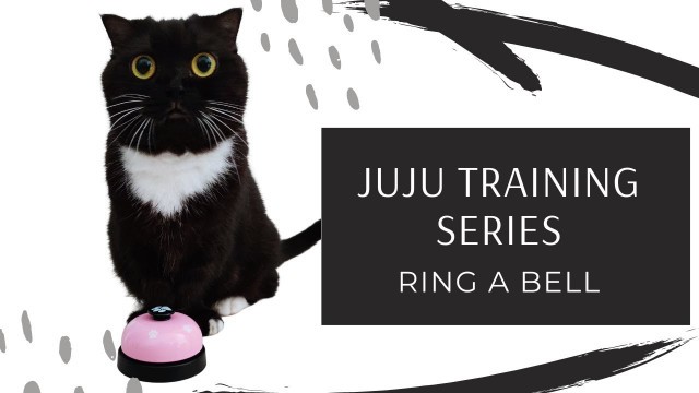 'How to train your cat | Bell Ring'