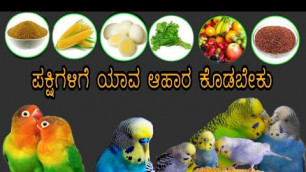 'ಪಕ್ಷಿಗಳಿಗೆ ಯಾವ ಯಾವ ಆಹಾರ ಕೊಡಬೇಕು | Lovebirds,budgies food list in Kannada'