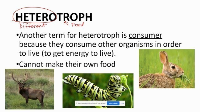 'Food Chains Food Webs and Trophic Level Notes'