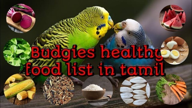 'Budgies / Budgies food / Budgies food in tamil / Budgies food list / budgies food list in Tamil /'