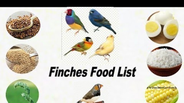 '15 Food Your Finches Birds / Finches Birds Food list / What Food your Finches Birds'