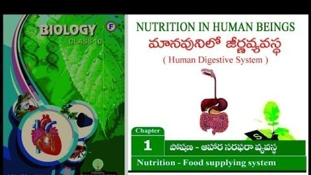 'Human digestive system - How it works! Animation10 thclass| nutrition the food supplying system'