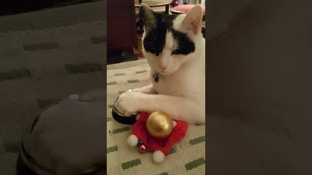 'Christmas ring-a-long song! Cat rings bell.'