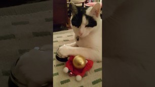 'Christmas ring-a-long song! Cat rings bell.'