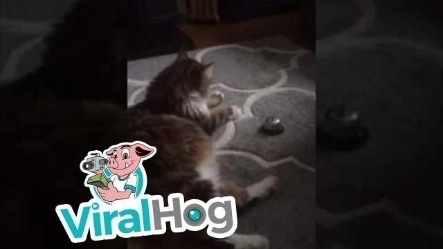 'Cat Rings Bell For Service || ViralHog'