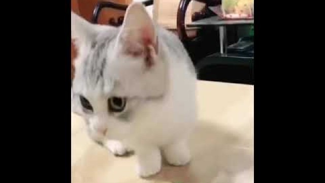 'Funny Cat Rings bell for food|Must Watch funny video'