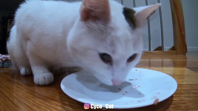 'Funny Cat runs back and forth to ring bell for food'