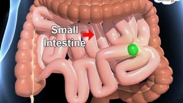 'Science - Human Digestive System Overview -3D animation - English'