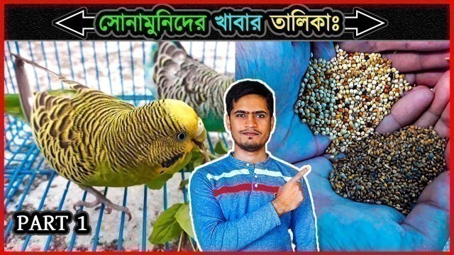 'বাজরিগার পাখির খাবার তালিকাঃ পর্ব ১ 