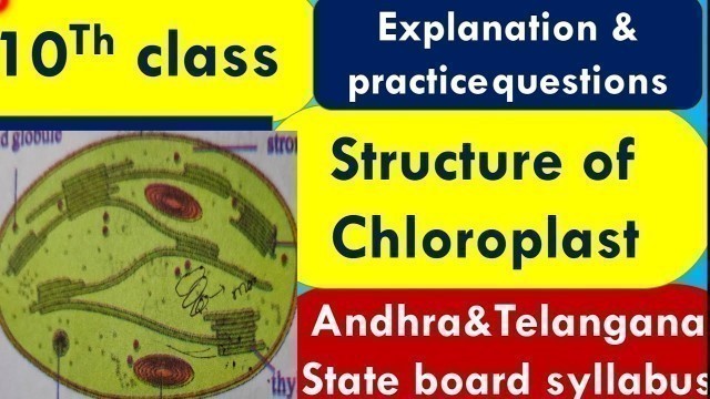 'Nutrition- The Food Supplying system,Structure of chloroplast, 10th class Biology lessons'