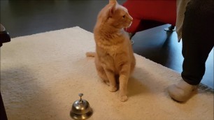 'Cat rings bell for snack'