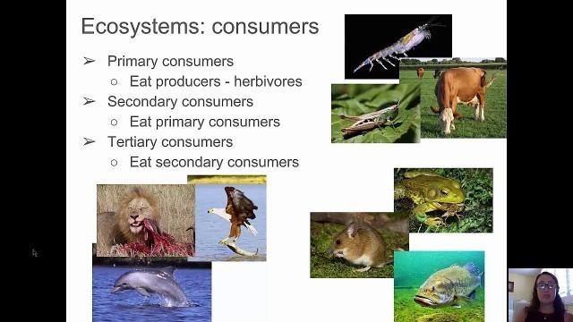 'Hiw ecosystems work: Foodchains, food webs and ecology'