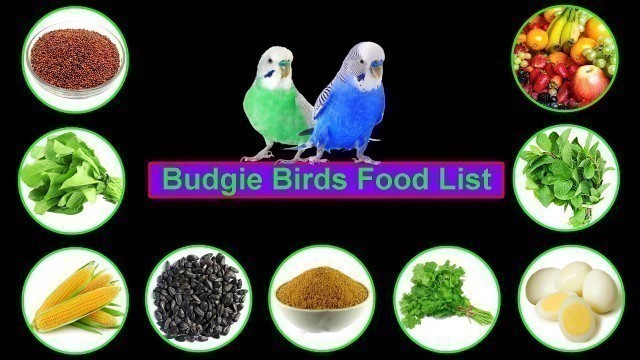 'Budgie Food List || Best Budgie Food For Breeding || Love Birds Food'