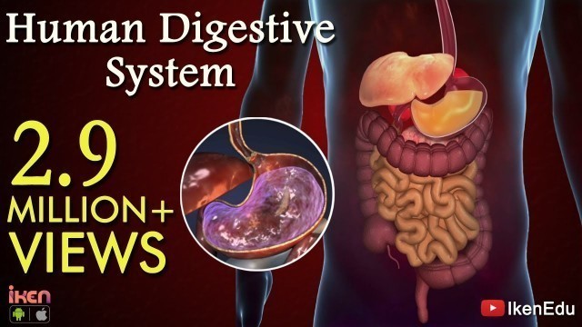 'Learn About Human Digestive System | Animation- Part 1| iKen | iKen Edu | iKen App'