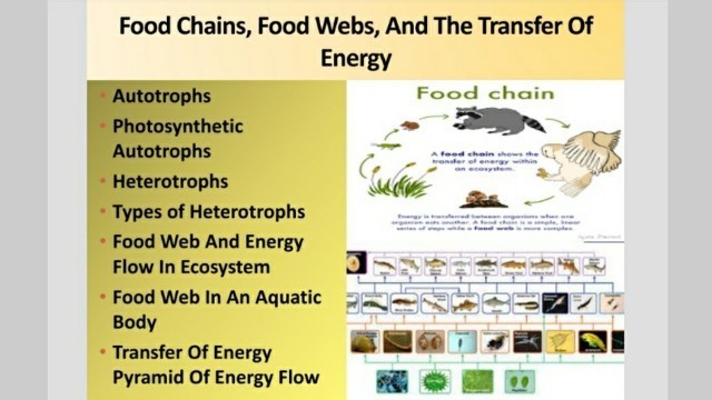 'Food Chains, Food Webs, And The Transfer Of Energy | OMI OFFICIALS'