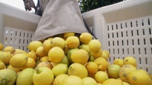 'Food Factory USA 2 : le citron'