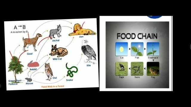 'Food chain, Food web, 10 percent law'