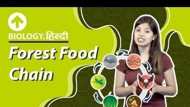 'Forest Food Chain | फारेस्ट फ़ूड चैन | Biology'