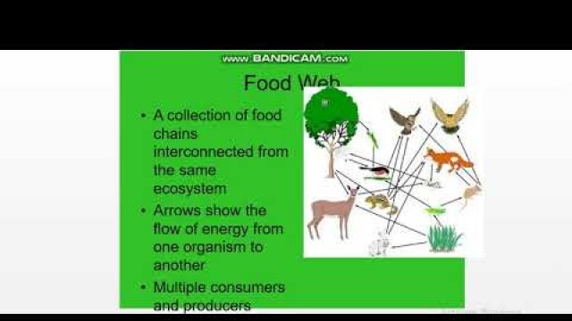 'Lesson 9.2 - Food chains and Food Webs - By Ms. Eman Ruby - Grade 5 - Apr 25 - 29'