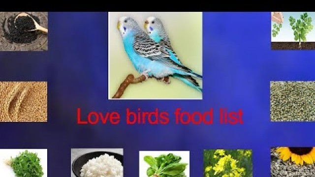 'Love Birds Food | Lovebirds Food List / budgies food diet'