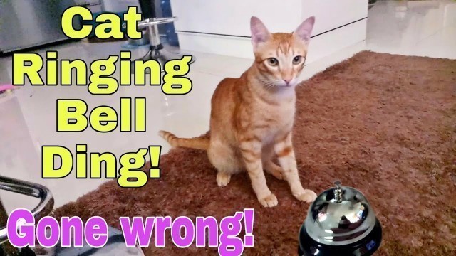 'Teaching my cats to ring the bell| (GONE WRONG)CatsLifePH'