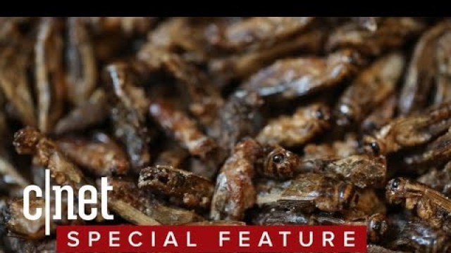 'Eating crickets: five flavors of sustainable, crunchy protein'