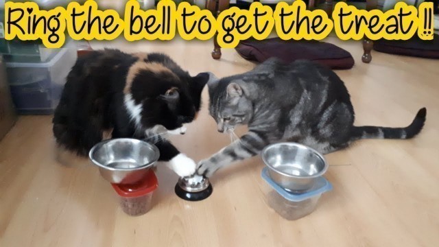 'Episode 5 - Leo and Bananas cats ring the bell to get the treat !'