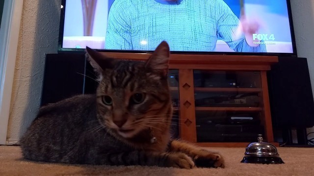 'Harley Cat Rings Bell for Treats'