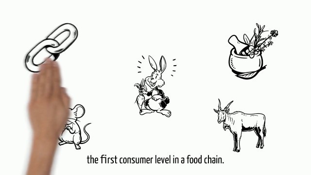 'Energy Flow through food chains & food webs'