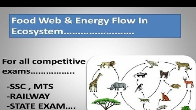 'food web in ecosystem - energy flow in ecosystem in hindi'