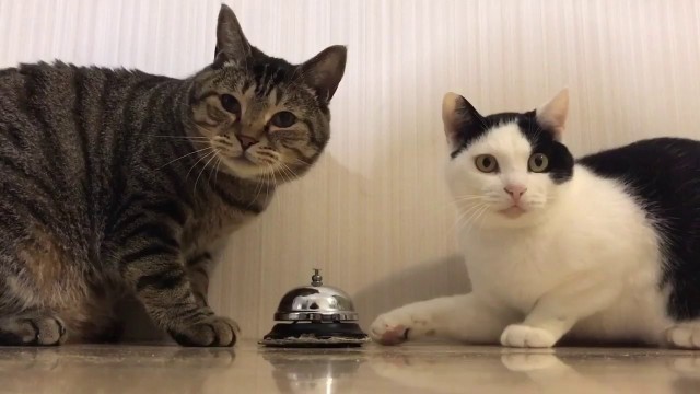 '2 Cats ring bell for food'