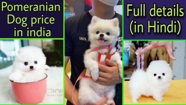 'Pomeranian Dog | Pomeranian puppy Details| Pomeranian food list | Pomeranian Dog diet  | small puppy'