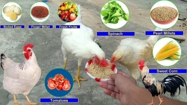 'What do Chickens eat (Chicken Food List) || What To Feed Chickens'