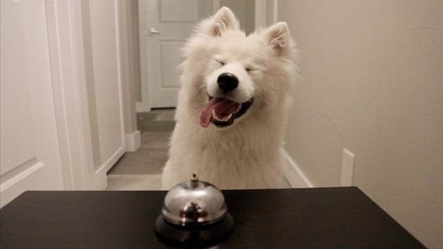 'RING THE BELL, GET THE TREAT!!'