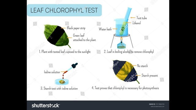 'class 10th biology  lesson 1 nutrition  food supplying system part 2 activities.'