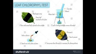 'class 10th biology  lesson 1 nutrition  food supplying system part 2 activities.'