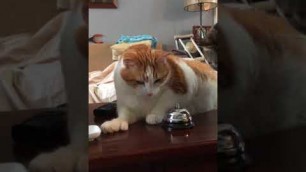 'Cooper cat rings bell for treats! Part 1 (vertical)'